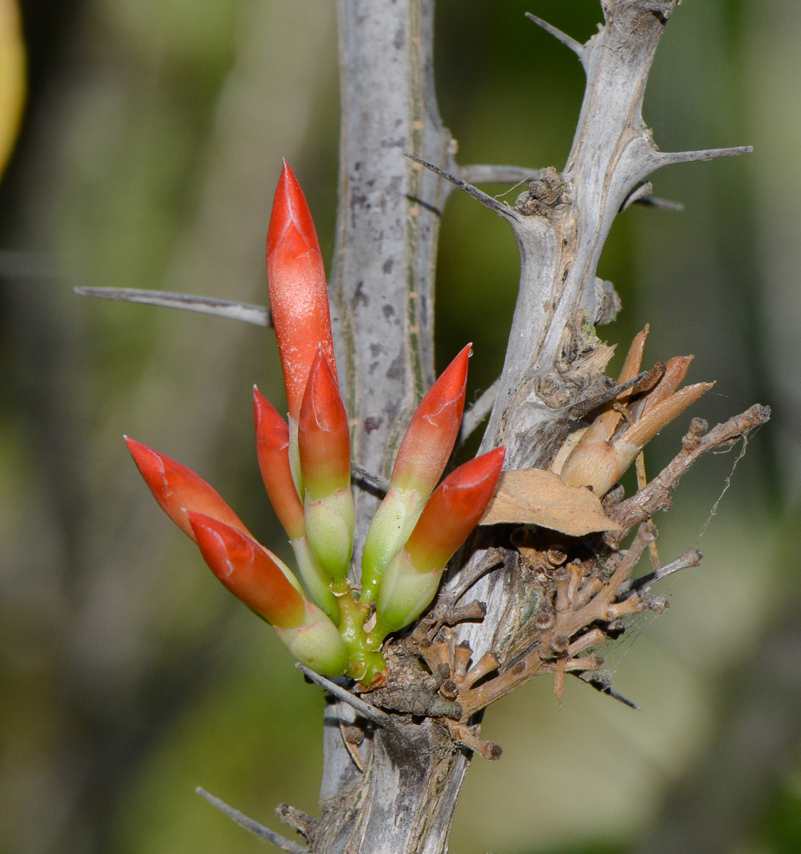 Image of Fouquieria diguetii specimen.