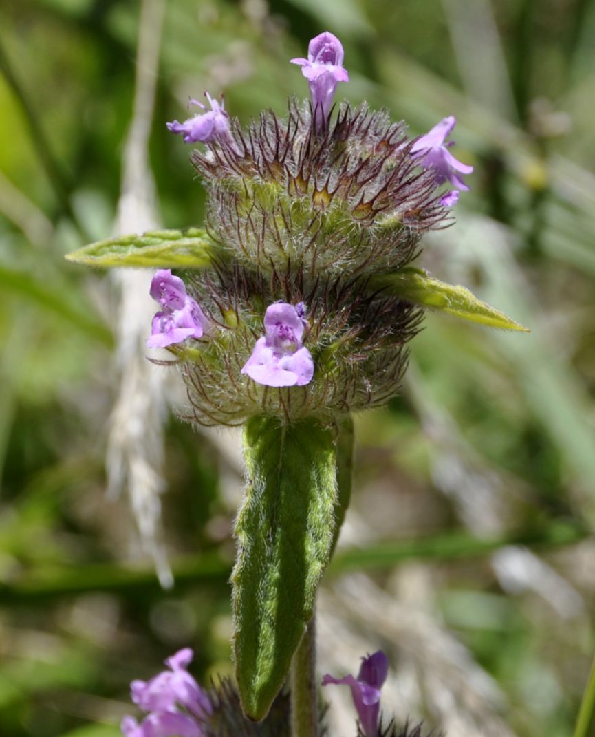 Image of Clinopodium orientale specimen.