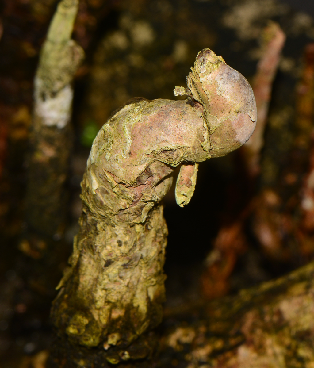 Image of genus Rhizophora specimen.