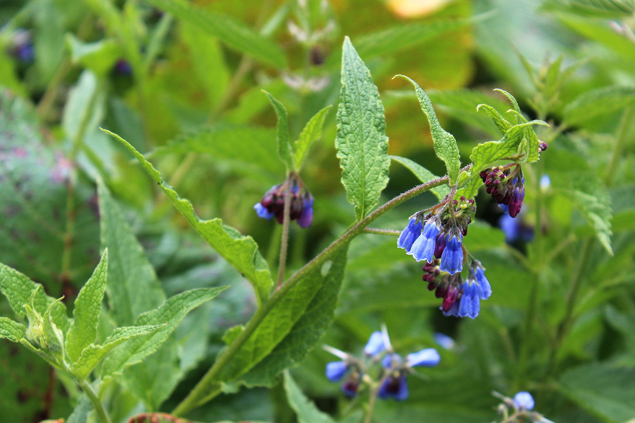 Изображение особи Symphytum asperum.