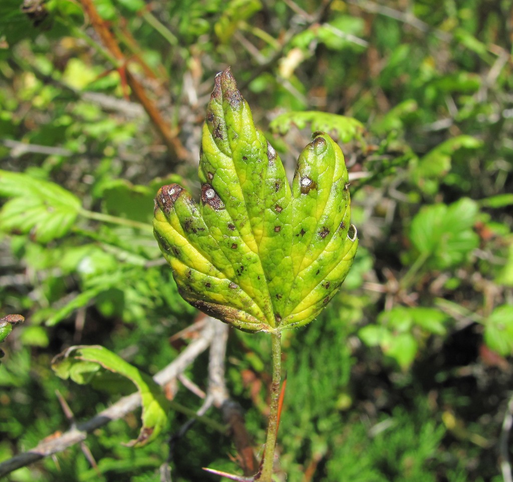 Изображение особи Grossularia reclinata.