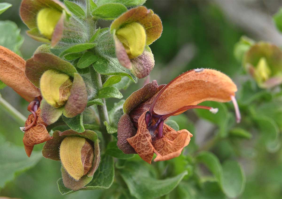 Image of Salvia aurea specimen.