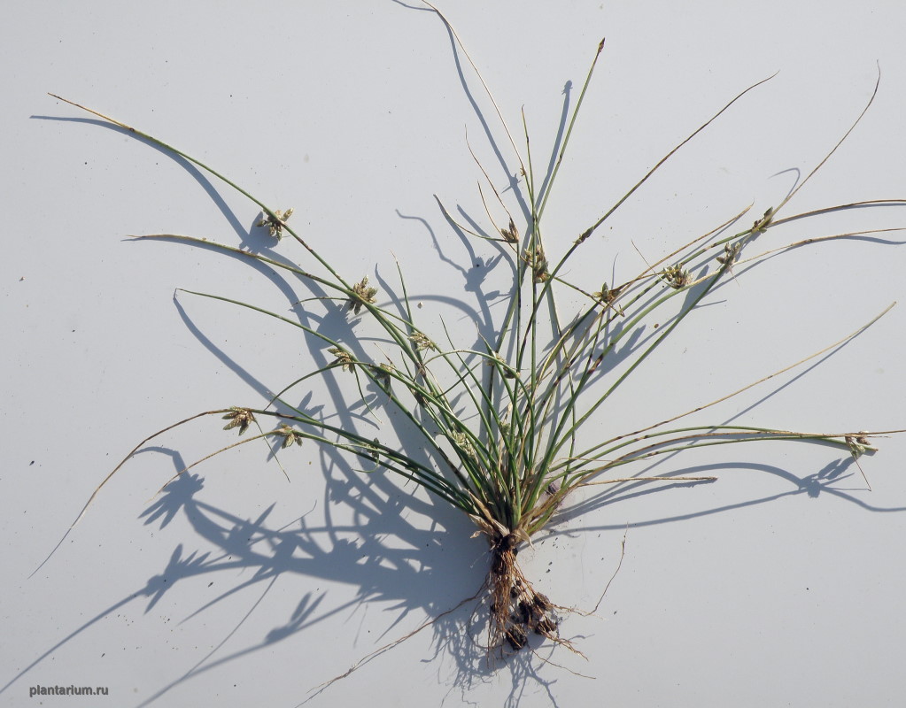 Image of Schoenoplectiella lateriflora specimen.