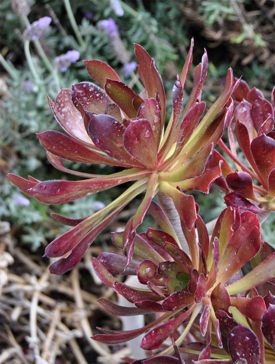 Image of Aeonium arboreum specimen.