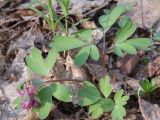 Corydalis intermedia