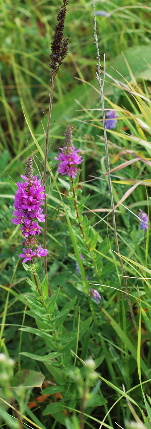 Image of Lythrum salicaria specimen.