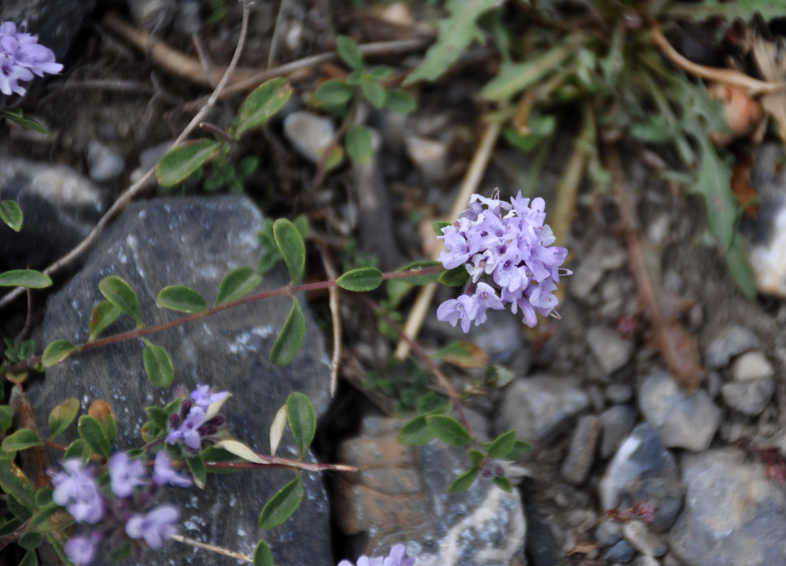 Image of Ziziphora pamiroalaica specimen.