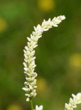 Persicaria lapathifolia