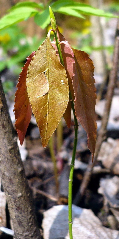 Изображение особи Euonymus verrucosus.