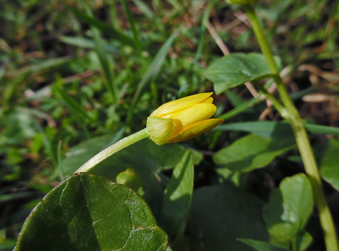 Image of Ficaria verna specimen.