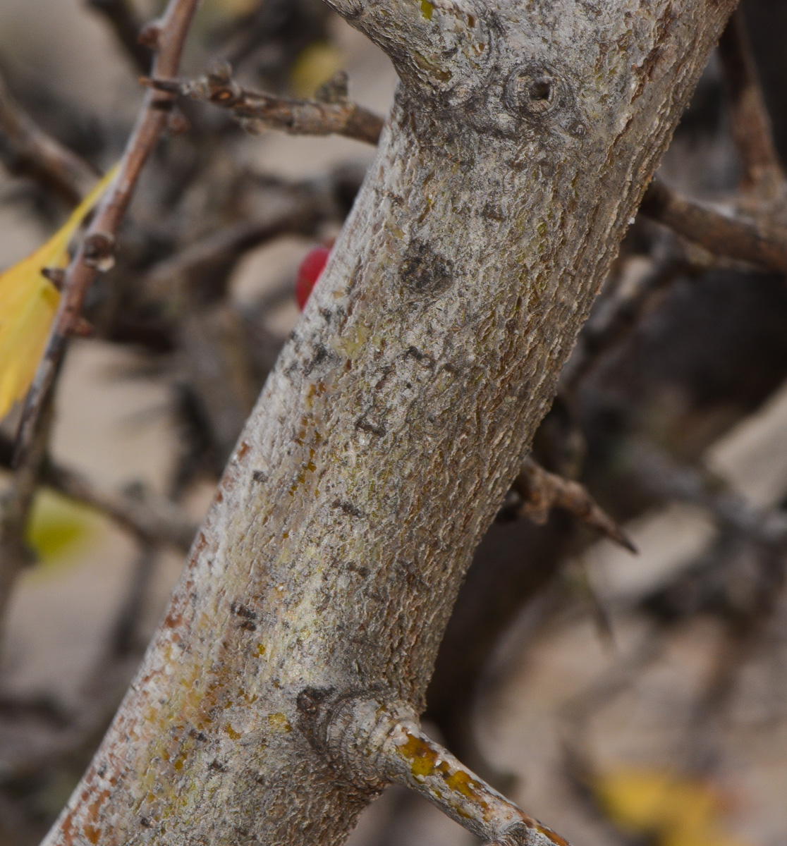 Image of Crataegus × sinaica specimen.