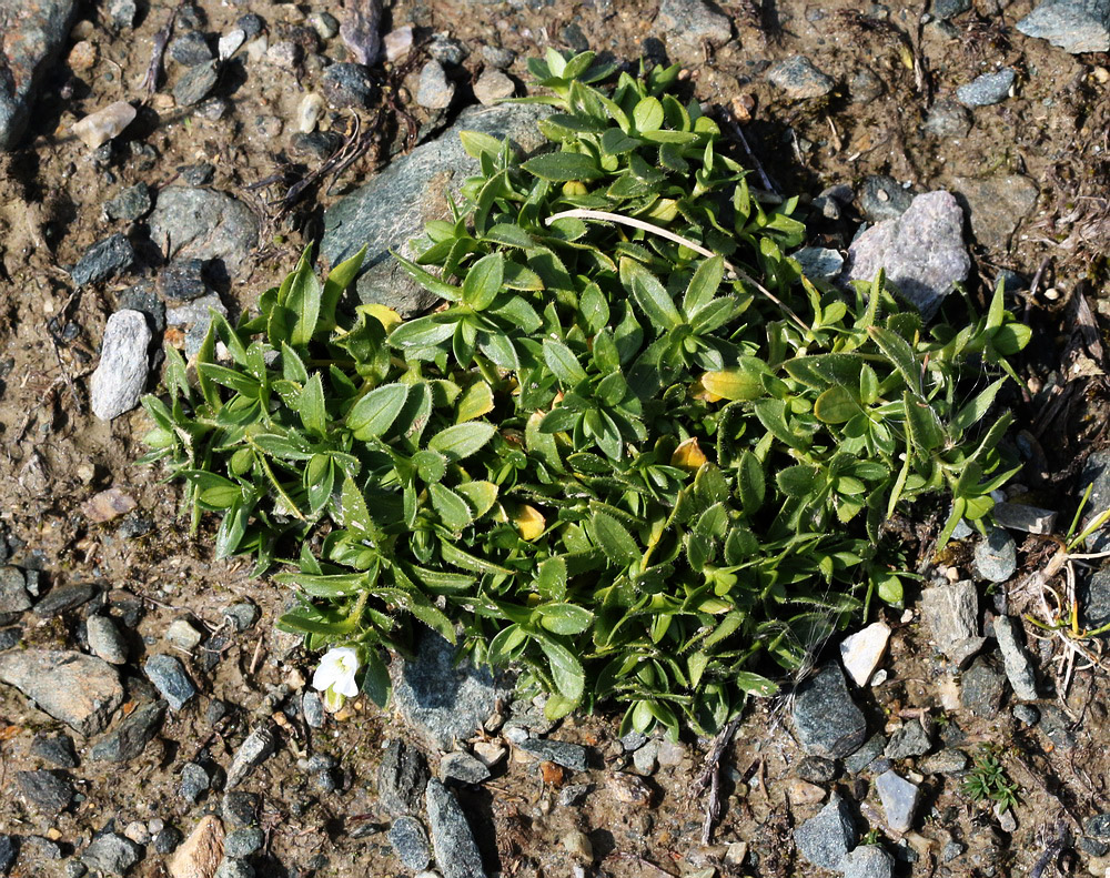 Image of Cerastium regelii specimen.