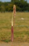 Setaria viridis