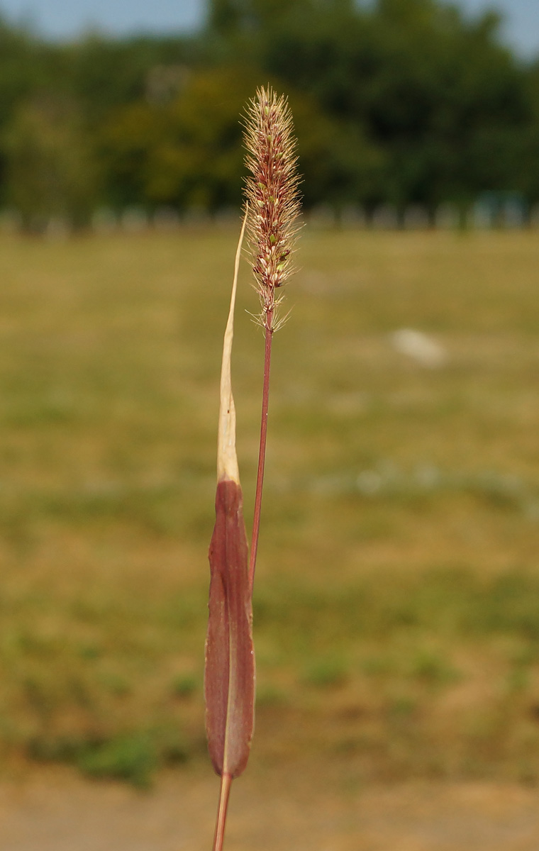 Изображение особи Setaria viridis.