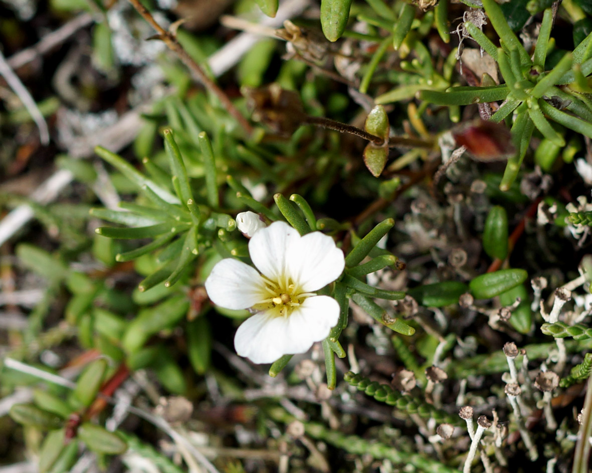 Image of Minuartia arctica specimen.