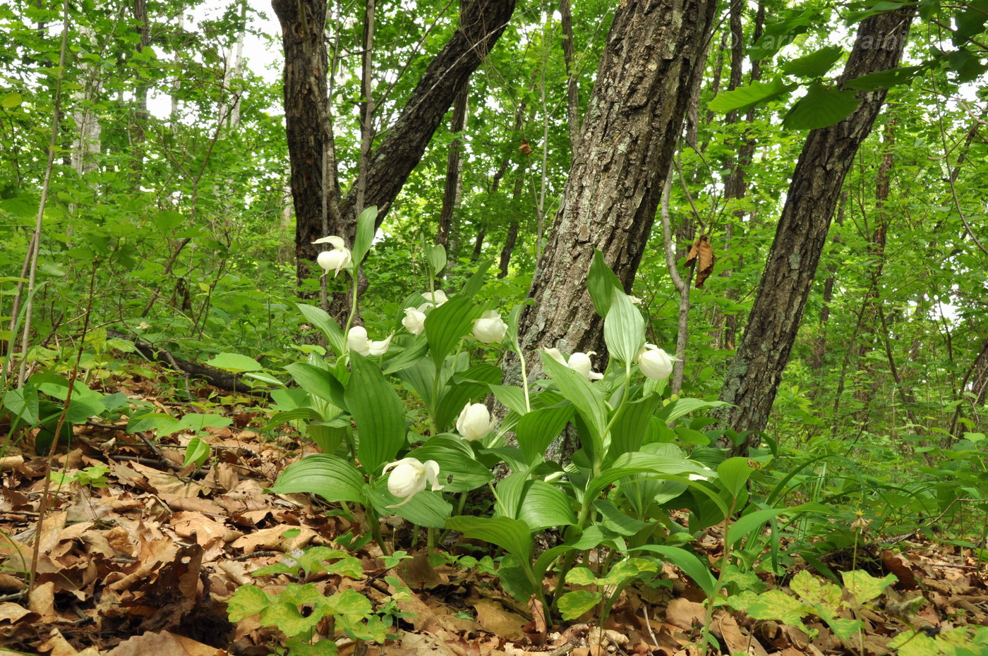 Image of Cypripedium macranthos specimen.