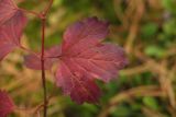 Viburnum opulus