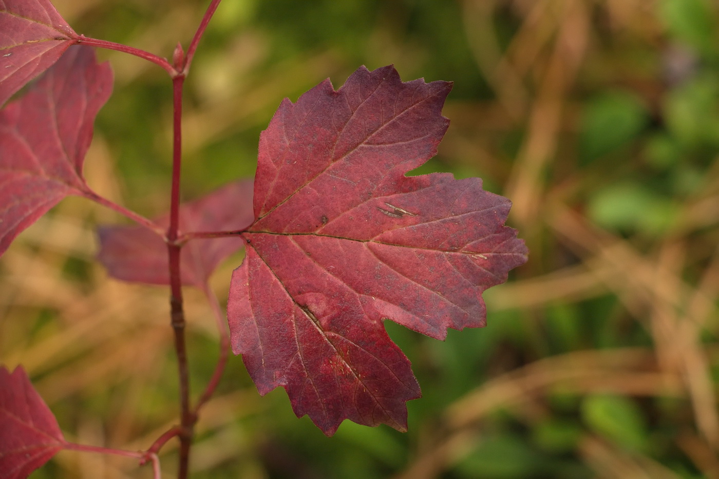 Image of Viburnum opulus specimen.