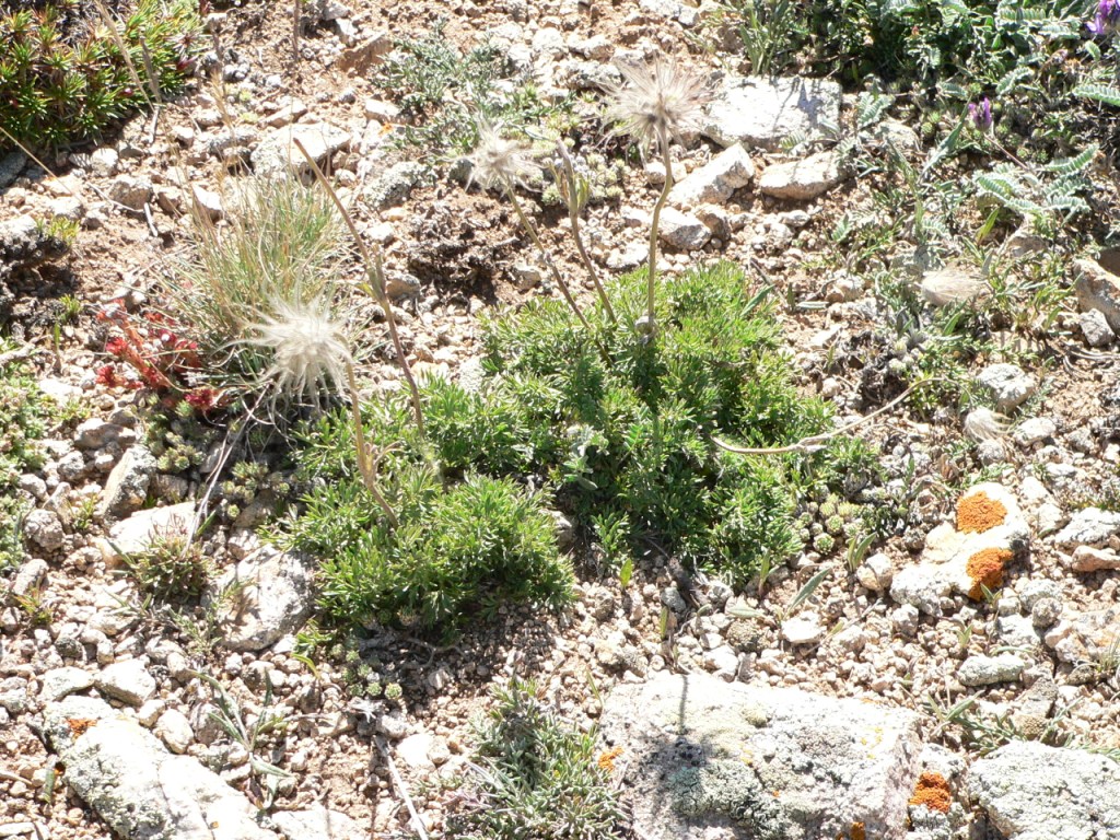 Image of Pulsatilla violacea specimen.
