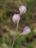 Vicia tenuissima
