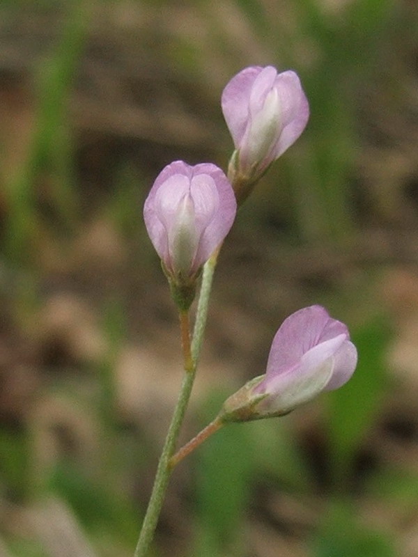 Image of Vicia tenuissima specimen.