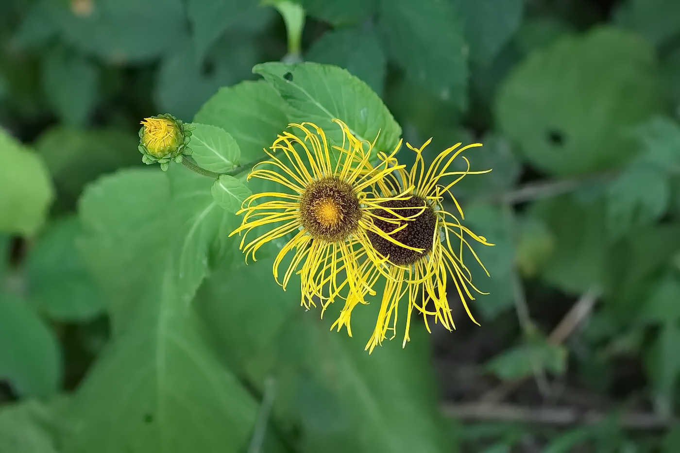 Изображение особи Telekia speciosa.