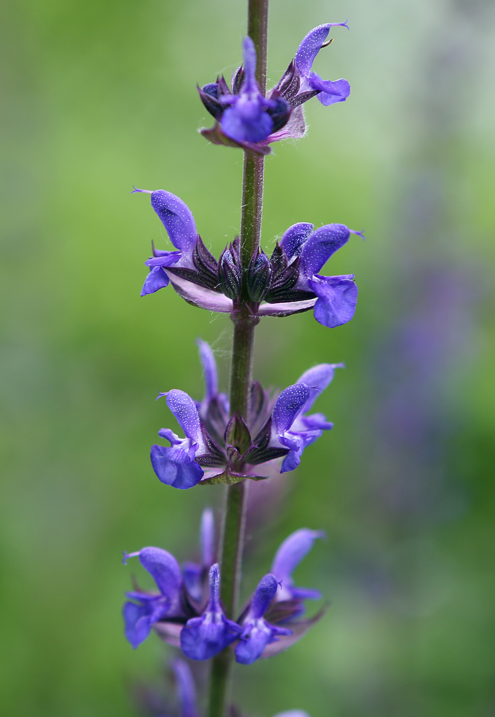 Изображение особи Salvia tesquicola.