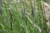 Festuca airoides. Верхушки побегов с соцветиями. Чехия, Оломоуцкий край, природный заповедник Jeseníky, субальпийский луг. 15.06.2017.