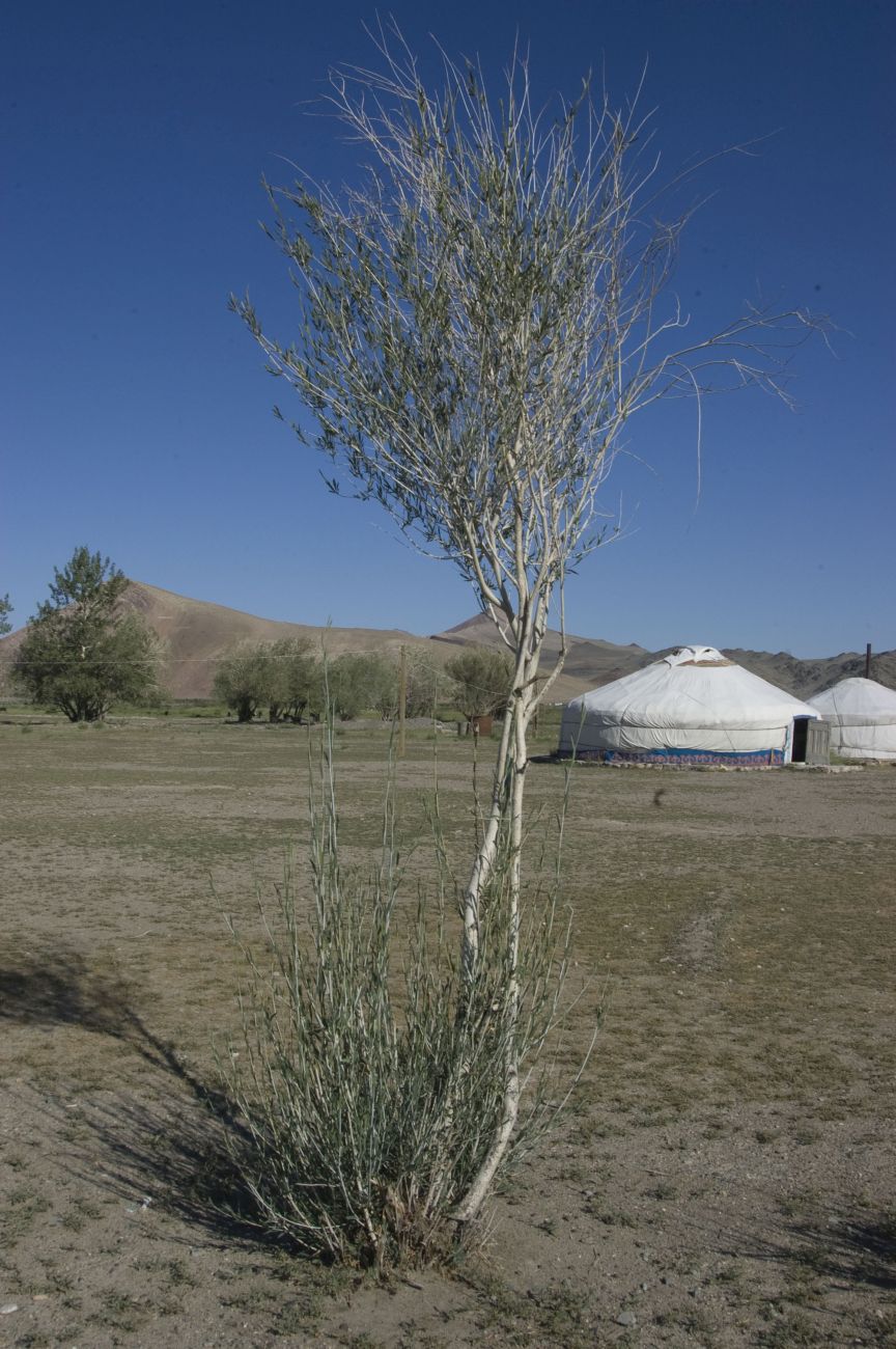 Image of Salix ledebouriana specimen.