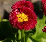 Bellis perennis