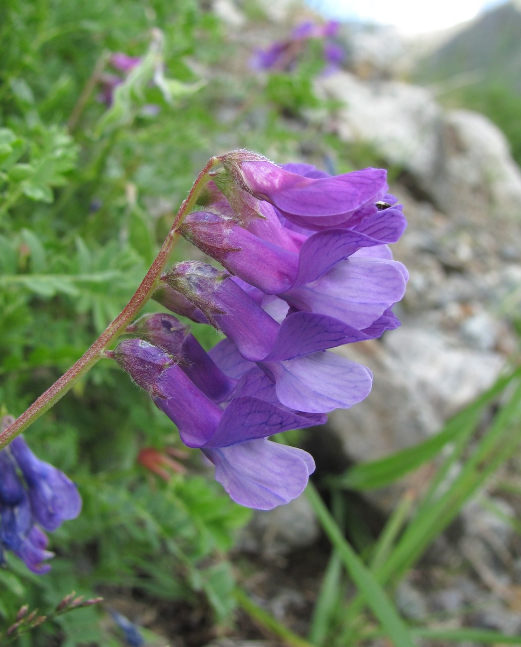 Image of Vicia sosnowskyi specimen.