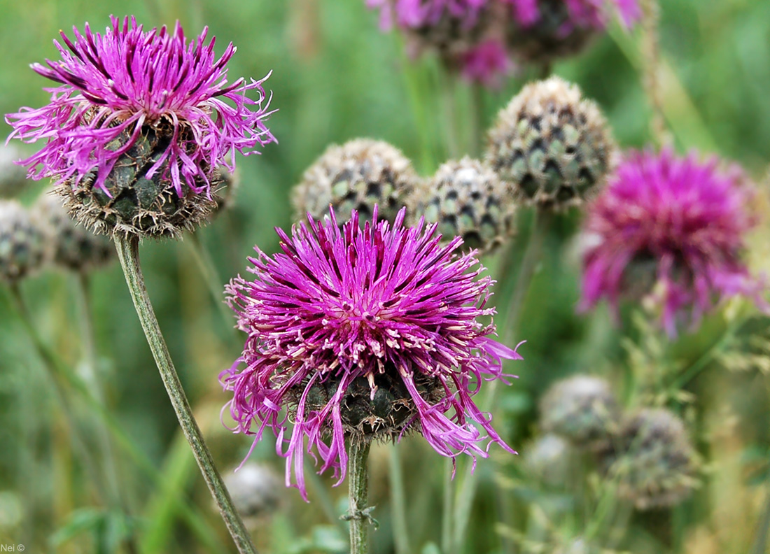 Image of Centaurea scabiosa specimen.