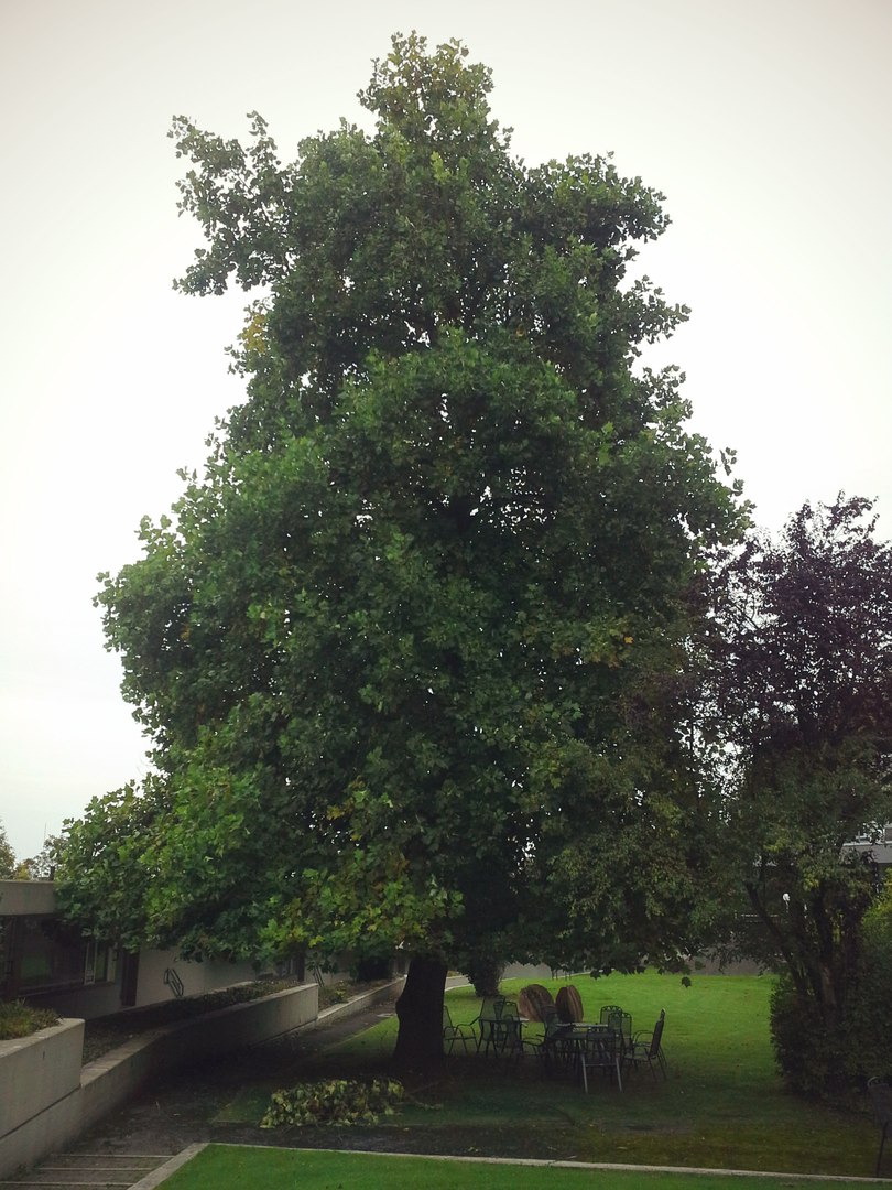 Image of Liriodendron tulipifera specimen.