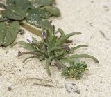 Matthiola fruticulosa var. bolleana