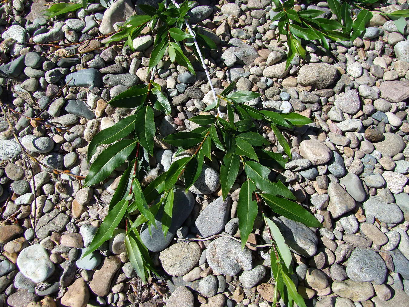 Image of Salix rorida specimen.