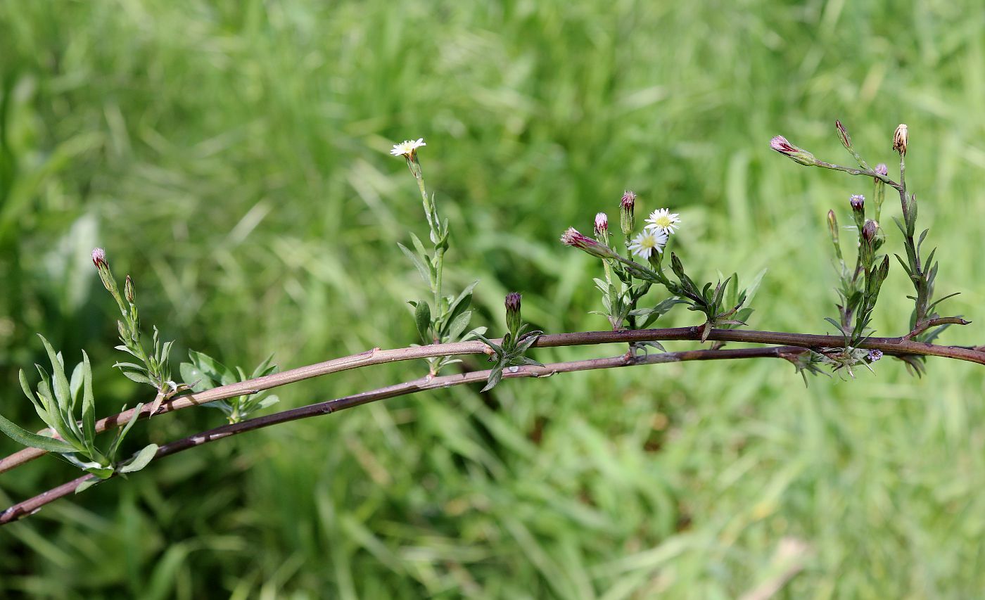 Изображение особи Symphyotrichum subulatum.