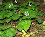 Maianthemum dilatatum