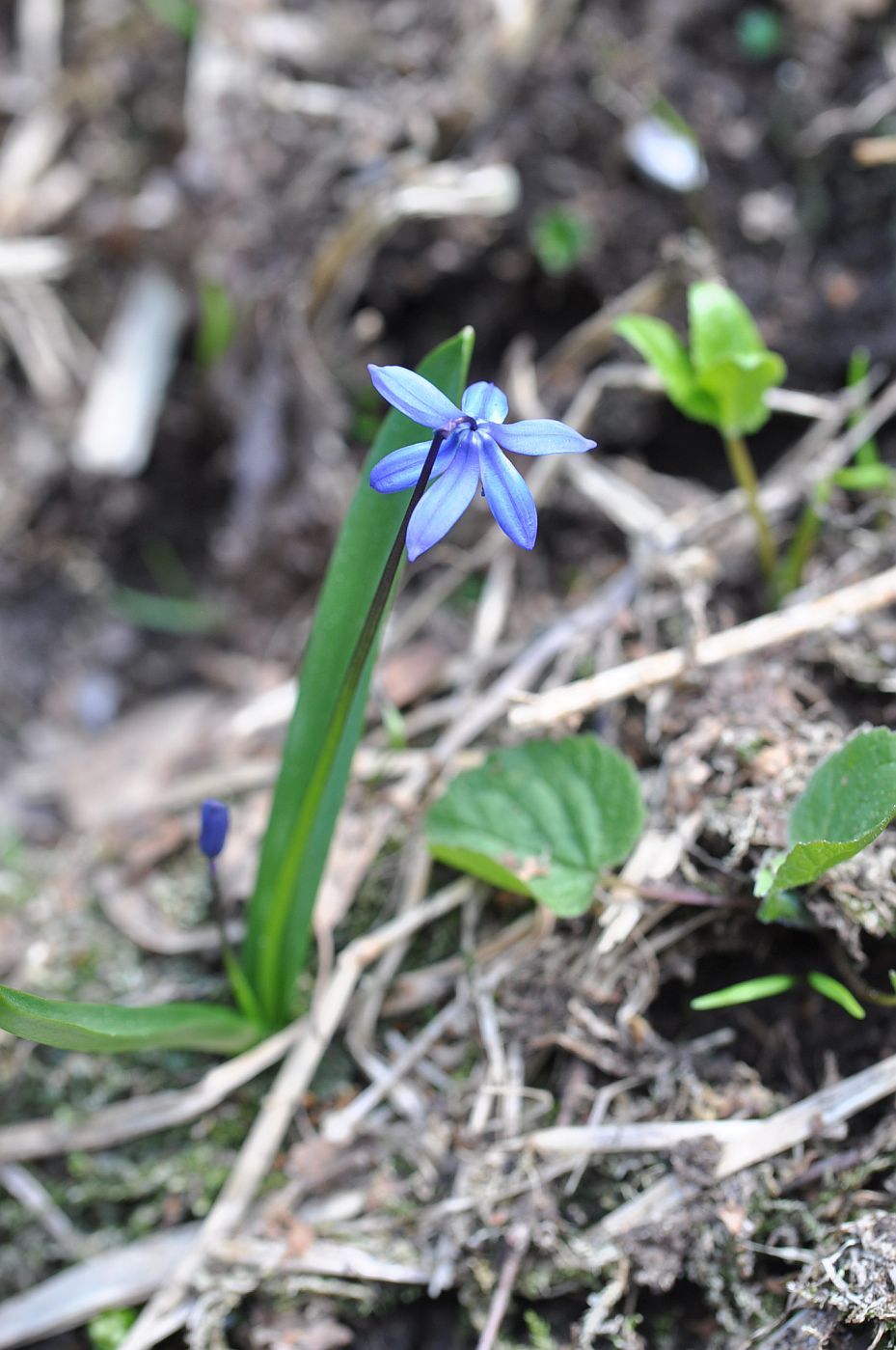 Изображение особи род Scilla.