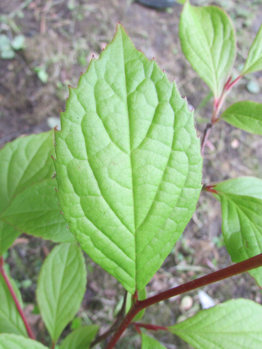 Image of Stewartia ovata specimen.