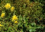 Crepis sibirica