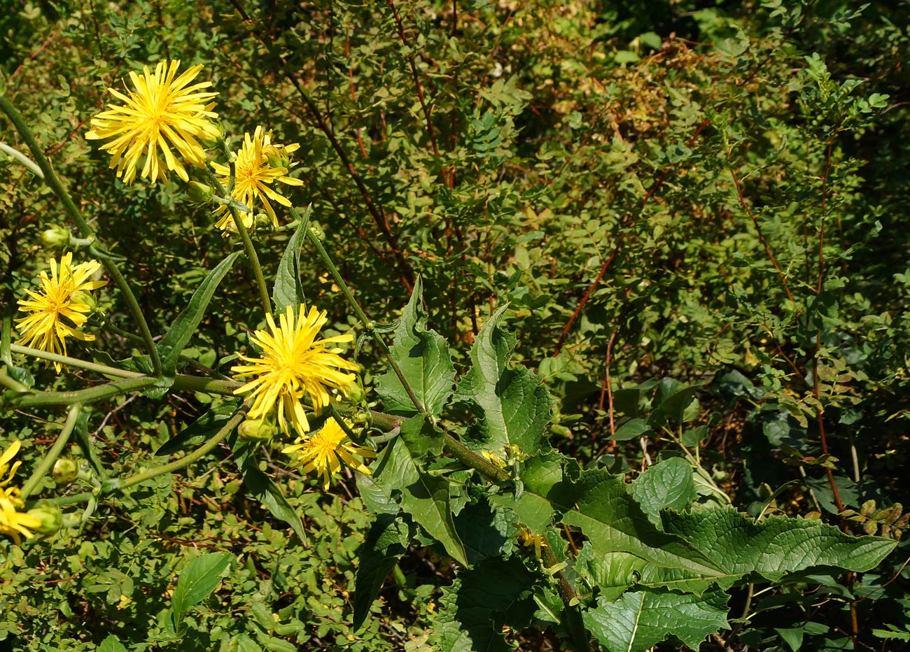 Изображение особи Crepis sibirica.