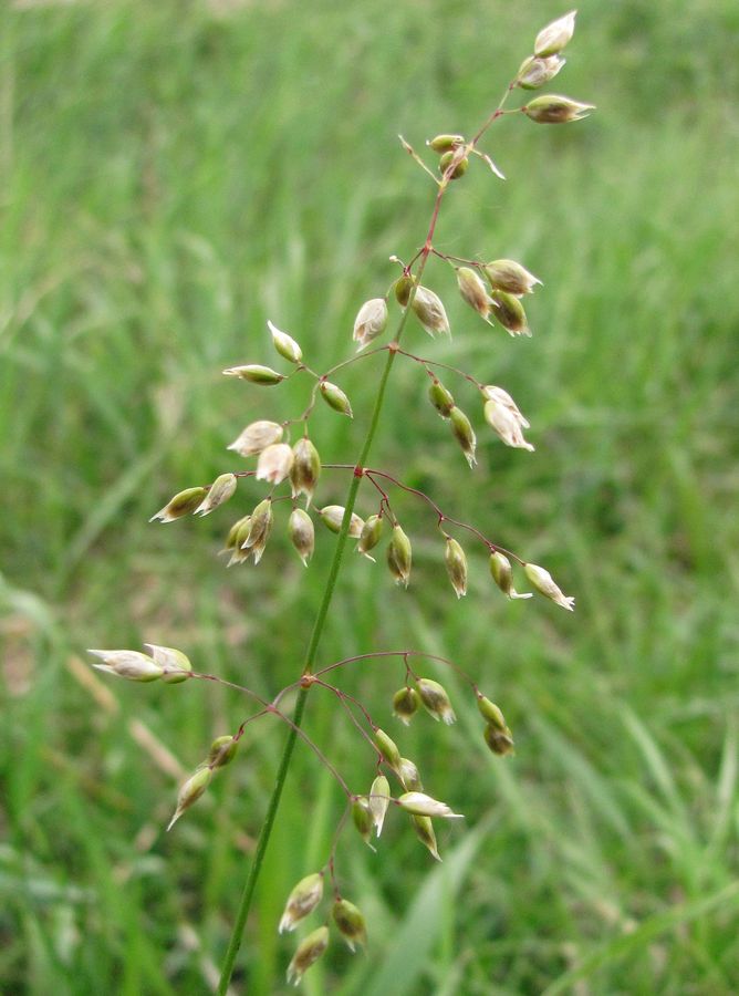 Image of Hierochloe arctica specimen.