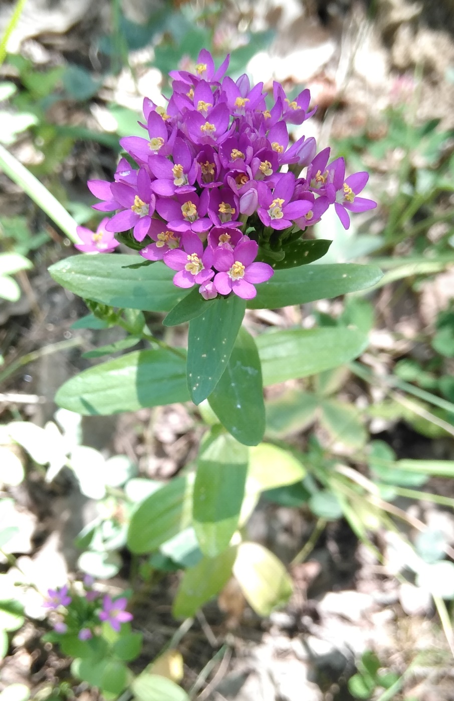 Изображение особи род Centaurium.