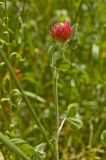 Trifolium incarnatum. Верхушка цветущего растения. Пермь, Свердловский р-н, на сильно заросшем газоне около жилого дома. 5 июля 2018 г.