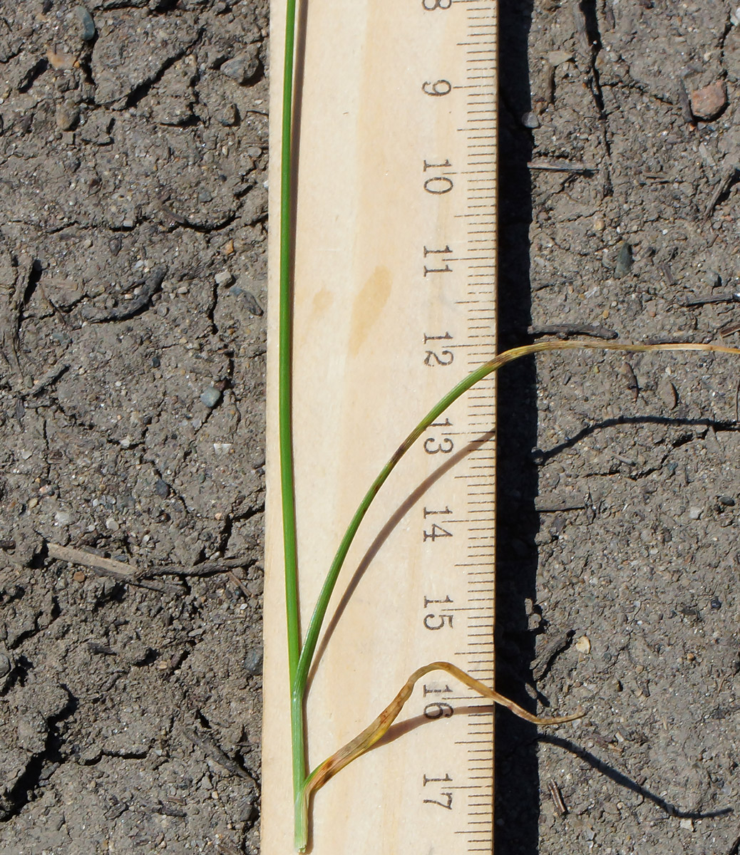 Image of Carex pachystylis specimen.