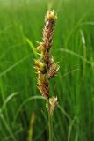 Carex disticha. Верхушка плодоносящего растения. Нидерланды, провинция Drenthe, национальный парк Drentsche Aa, заболоченный луг в пойме реки Oudemolense Diep. 13 июня 2010 г.