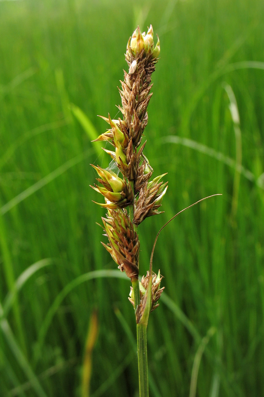 Изображение особи Carex disticha.