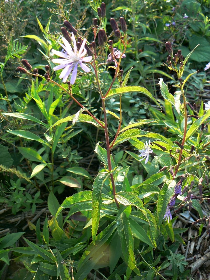 Изображение особи Lactuca sibirica.