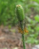 Papaver alpinum