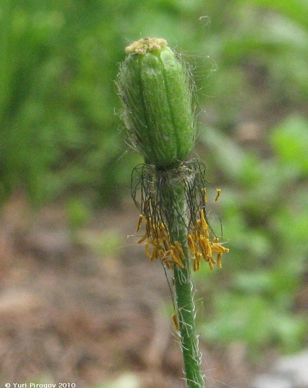 Image of Papaver alpinum specimen.